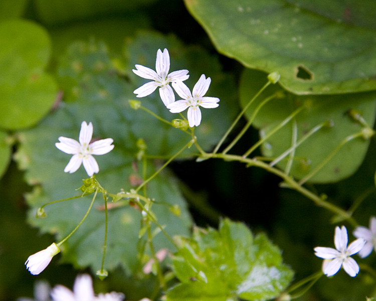 [Wildflowers]