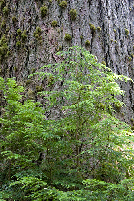 [Little Tree and Big Tree]