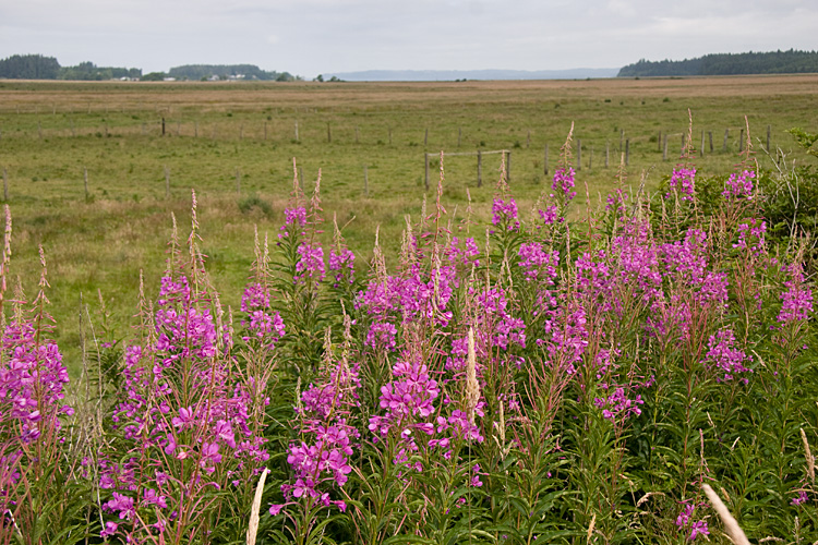 [Fireweed]