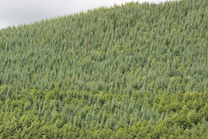 Noble Fir Forest