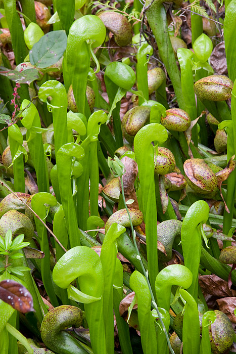 [California Pitcher Plants]