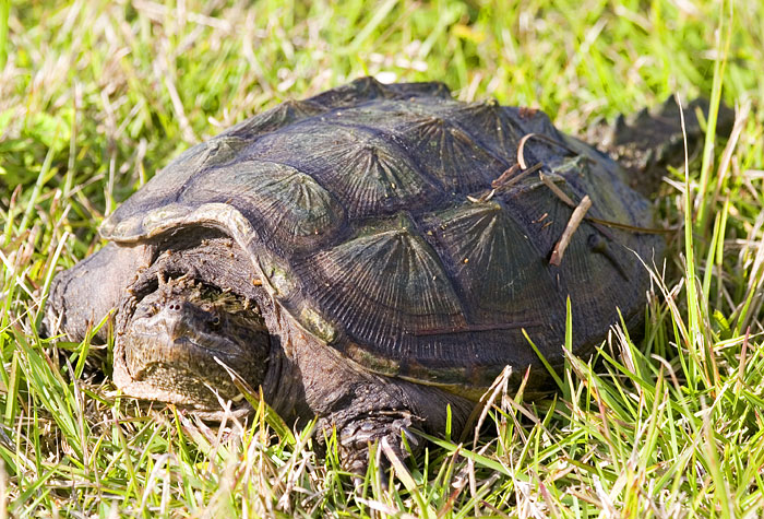 [Florida Snapping Turtle]