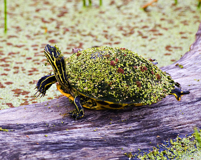 [Red-bellied Turtle]