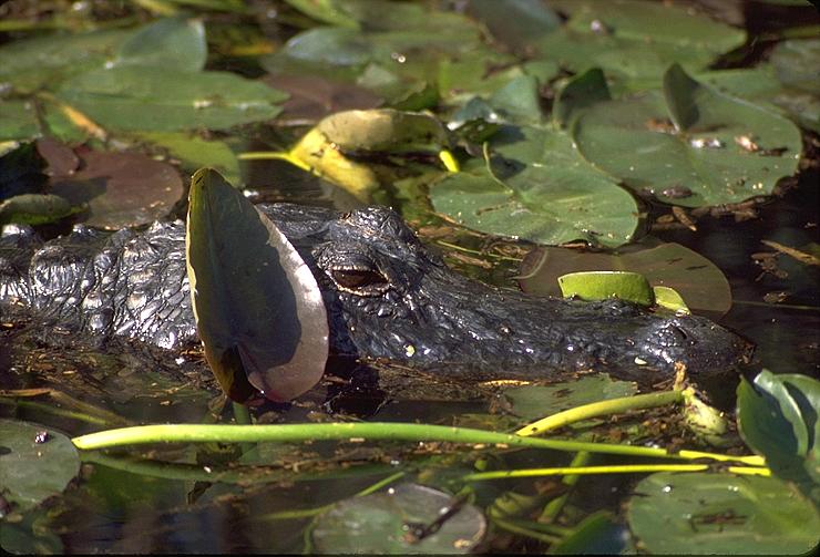 [American Alligator]