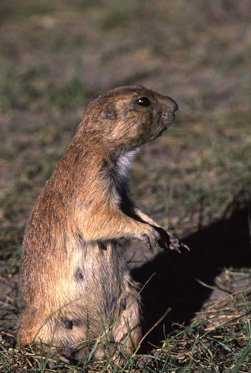 [Black-tailed Prairie Dog]