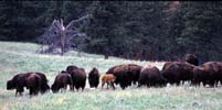 [Buffalo Herd]