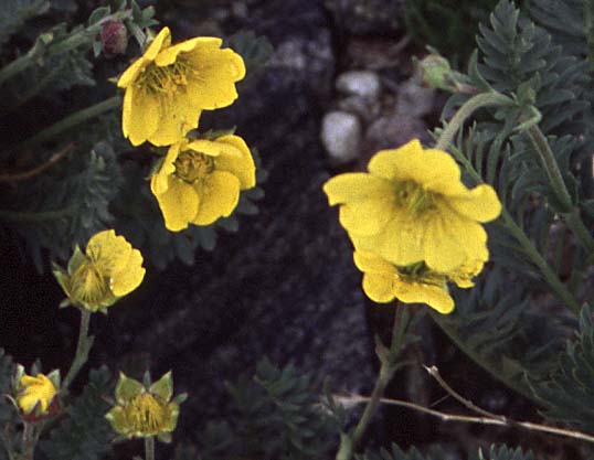 [Alpine Avens]