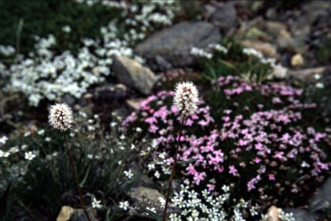 [Alpine Wildflowers]