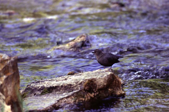 [American Dipper]