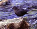 [American Dipper]