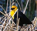 [Yellow-headed Blackbird]