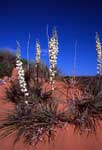 [Dune Plants]