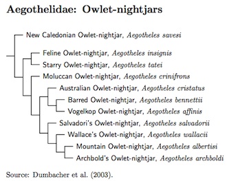 Aegothelidae Tree