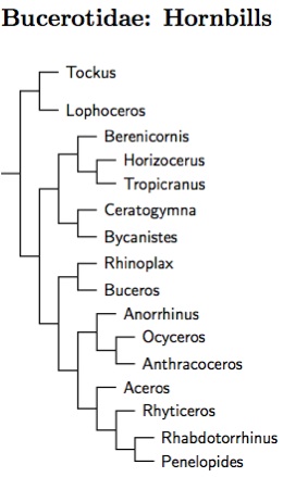 Click for Bucerotidae tree