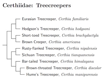 Certhiidae tree