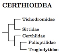 Certhioidea tree