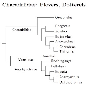 Click for Charadriidae tree
