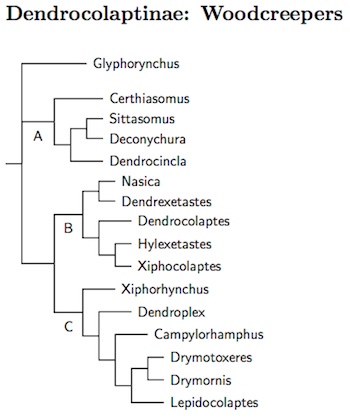 Click for Dendrocolaptinae species