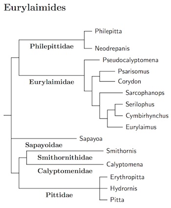 Eurylaimides tree