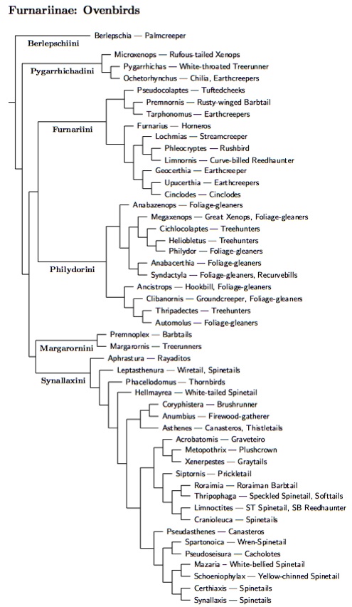 Furnariinae