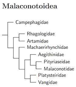 Malaconotoidea tree