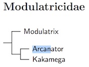 Modulatricidae tree