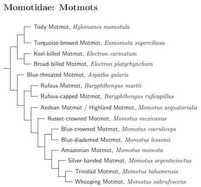 Momotidae tree