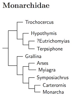 Click for Monarchidae species tree
