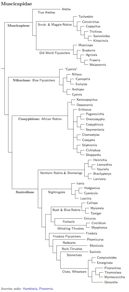 Muscicapidae tree