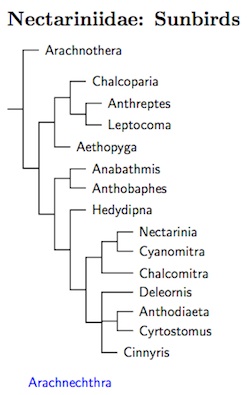 Nectariniidae tree