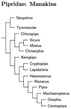 Click for Pipridae tree