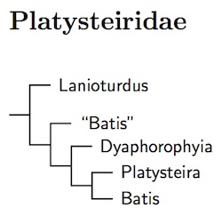 Click for Malaconotidae tree