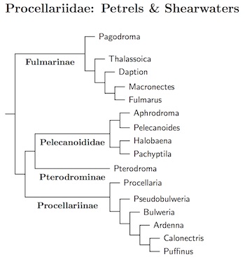 Click for Procellariidae tree