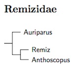 Remizidae tree