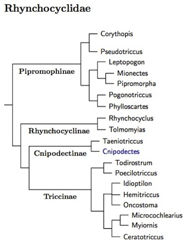 Rhynchocyclidae tree