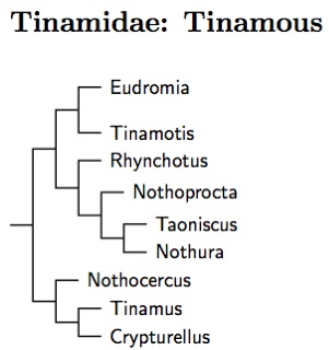 Tinamidae tree