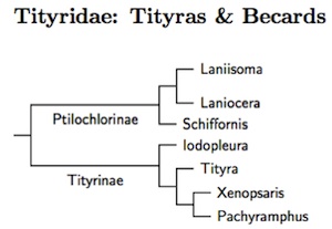 Tityridae tree