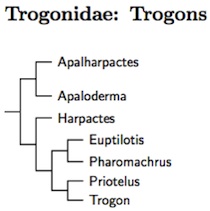 Click for Trogonidae tree