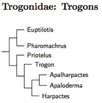 Alternate Trogonidae tree