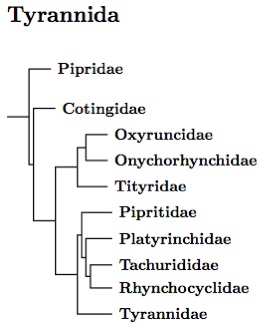 Tyrannida tree