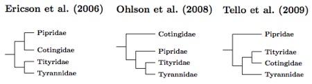 Tyannida tree