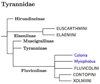 Tyrannidae