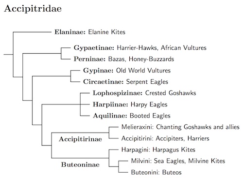 Accipitriformes tree