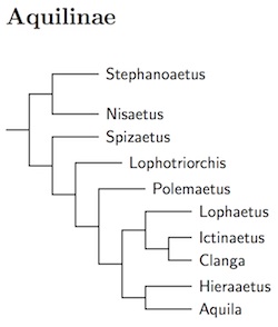 Aquilinae tree