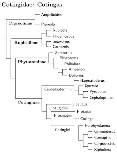 Click for Cotingidae tree