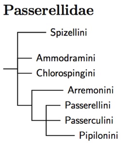 Passerellidae tree