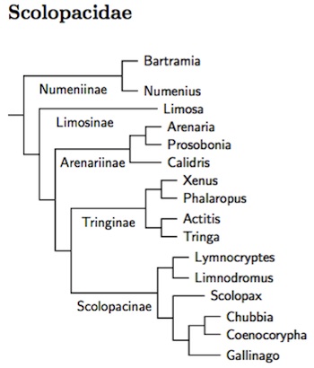 Scolopacidae tree