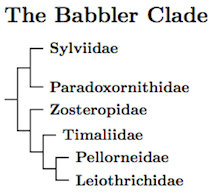 Babbler overview