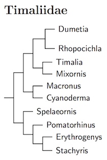Click for Timaliidae tree