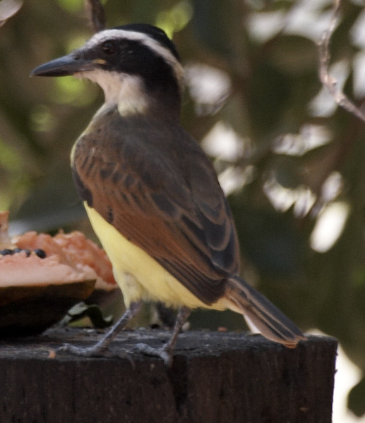 [Great Kiskadee]